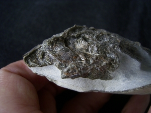 Quastenflosser aus dem Muschelkalk