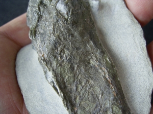 Quastenflosser aus dem Muschelkalk