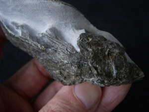 Quastenflosser aus dem Muschelkalk