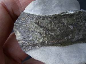 Quastenflosser aus dem Muschelkalk