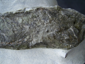 Quastenflosser aus dem Muschelkalk