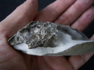 Quastenflosser aus dem Muschelkalk