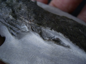 Quastenflosser aus dem Muschelkalk