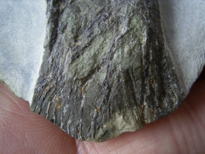 Quastenflosser aus dem Muschelkalk