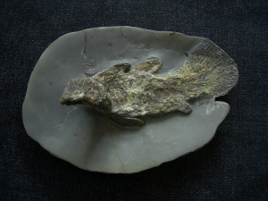 Quastenflosser aus dem Muschelkalk # 2