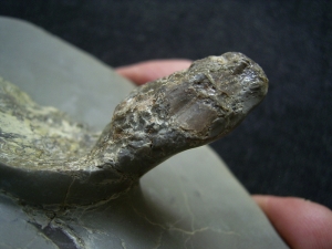 Quastenflosser aus dem Muschelkalk # 2