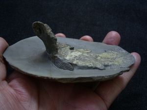 Quastenflosser aus dem Muschelkalk # 2