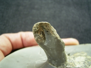 Quastenflosser aus dem Muschelkalk # 2