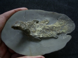 Quastenflosser aus dem Muschelkalk # 2