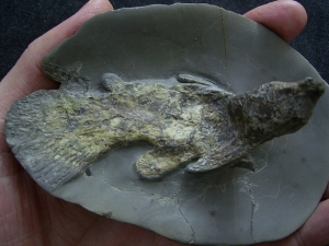 Quastenflosser aus dem Muschelkalk # 2