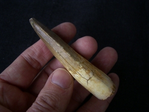 Spinosaurus Zahn - Riesig!