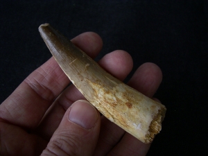 Spinosaurus Zahn - Riesig!