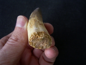 Spinosaurus Zahn - Riesig!