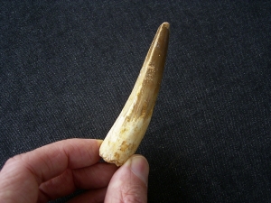 Spinosaurus Zahn - Riesig!