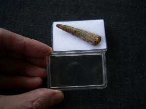 Flugsaurier Zahn aus der Kreidezeit