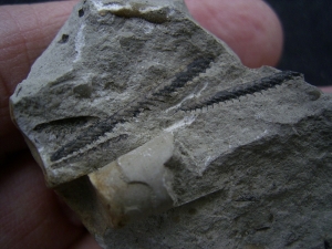 Graptolithen