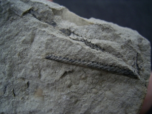 Graptolithen