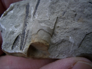Graptolithen