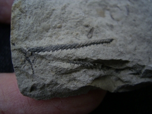Graptolithen