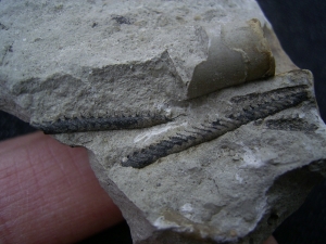 Graptolithen