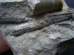 Graptolithen