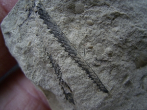 Graptolithen