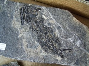 Discosauriscus pulcherrimus