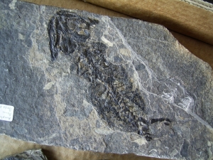 Discosauriscus pulcherrimus