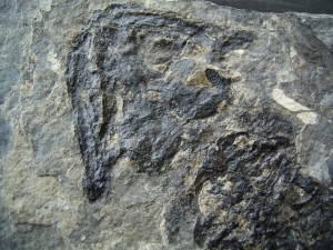 Discosauriscus pulcherrimus