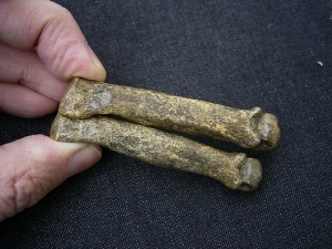 Höhlen-Hyäne Mittelhandknochen