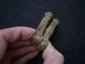 Höhlen-Hyäne Mittelhandknochen