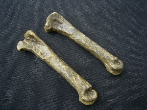 Höhlen-Hyäne Mittelhandknochen