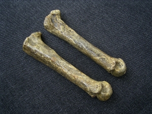Höhlen-Hyäne Mittelhandknochen