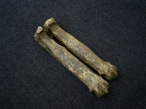 Höhlen-Hyäne Mittelhandknochen