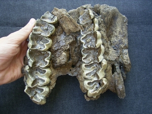 Rhinoceros upper jaw from Croatia