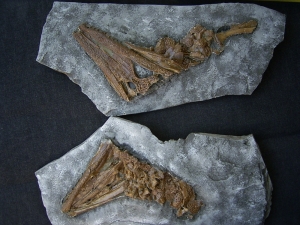 Diplocynodon Krokodil