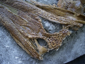 Diplocynodon Krokodil