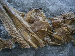 Diplocynodon Krokodil