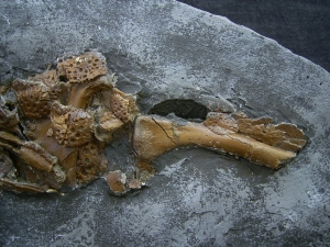 Diplocynodon Krokodil