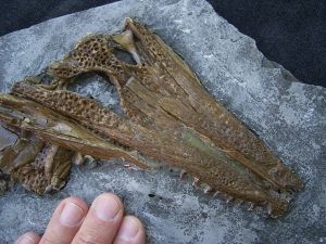 Diplocynodon Krokodil