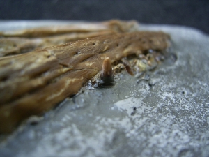 Diplocynodon Krokodil