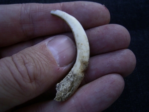 Wild boar tooth pleistocene age