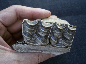 Horse skull fragment with two teeth