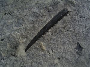 Triassic shark spine and more