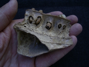 Boviden Schädelfragment mit drei Zähnen