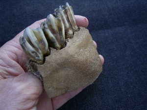 Boviden Schädelfragment mit drei Zähnen