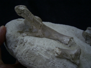 Schildkröten Schädel aus dem Oligozän