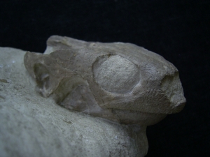 Schildkröten Schädel aus dem Oligozän