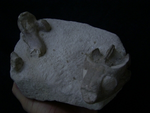 Schildkröten Schädel aus dem Oligozän