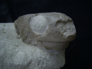 Schildkröten Schädel aus dem Oligozän